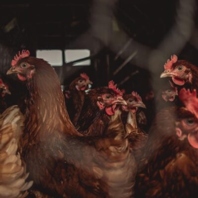 Photo by Will Kirk A flock of brown hens indoors, illustrating poultry farming.