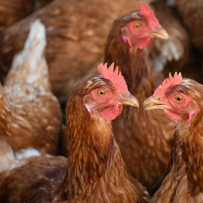 A group of free-range chickens in a coop, showcasing their feathers and natural habitat.