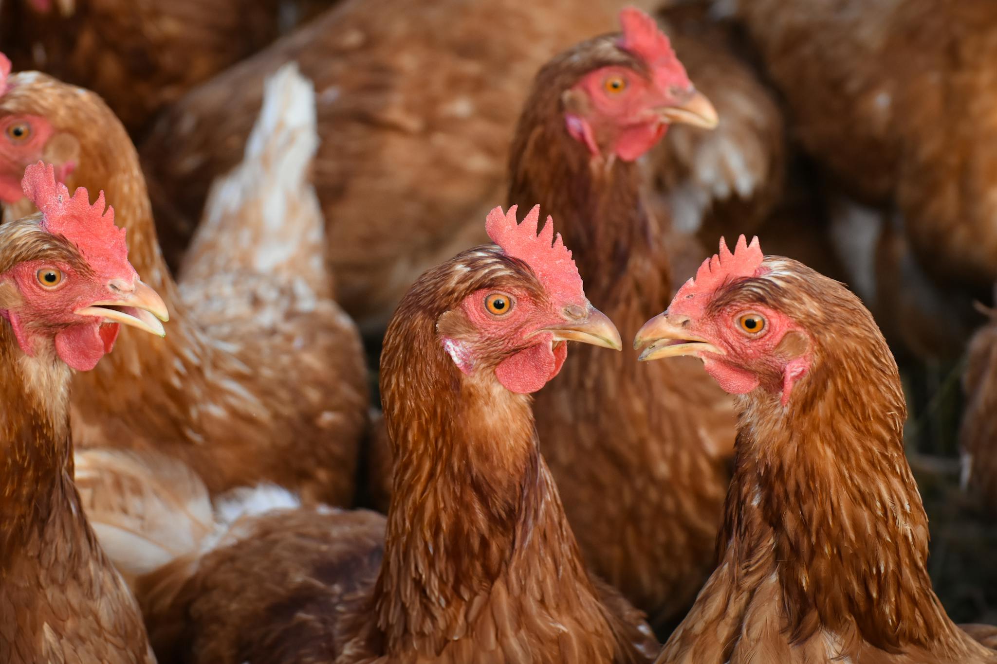 A group of free-range chickens in a coop, showcasing their feathers and natural habitat.