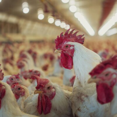 A vibrant and busy poultry farm with large crowd of white chickens.