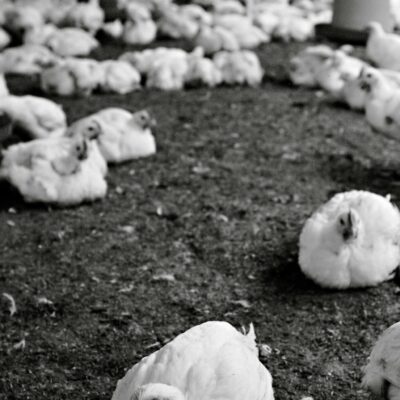 Photo by DΛVΞ GΛRCIΛ Black and white photo of chickens in an indoor poultry farm in Ecuador, highlighting livestock farming.