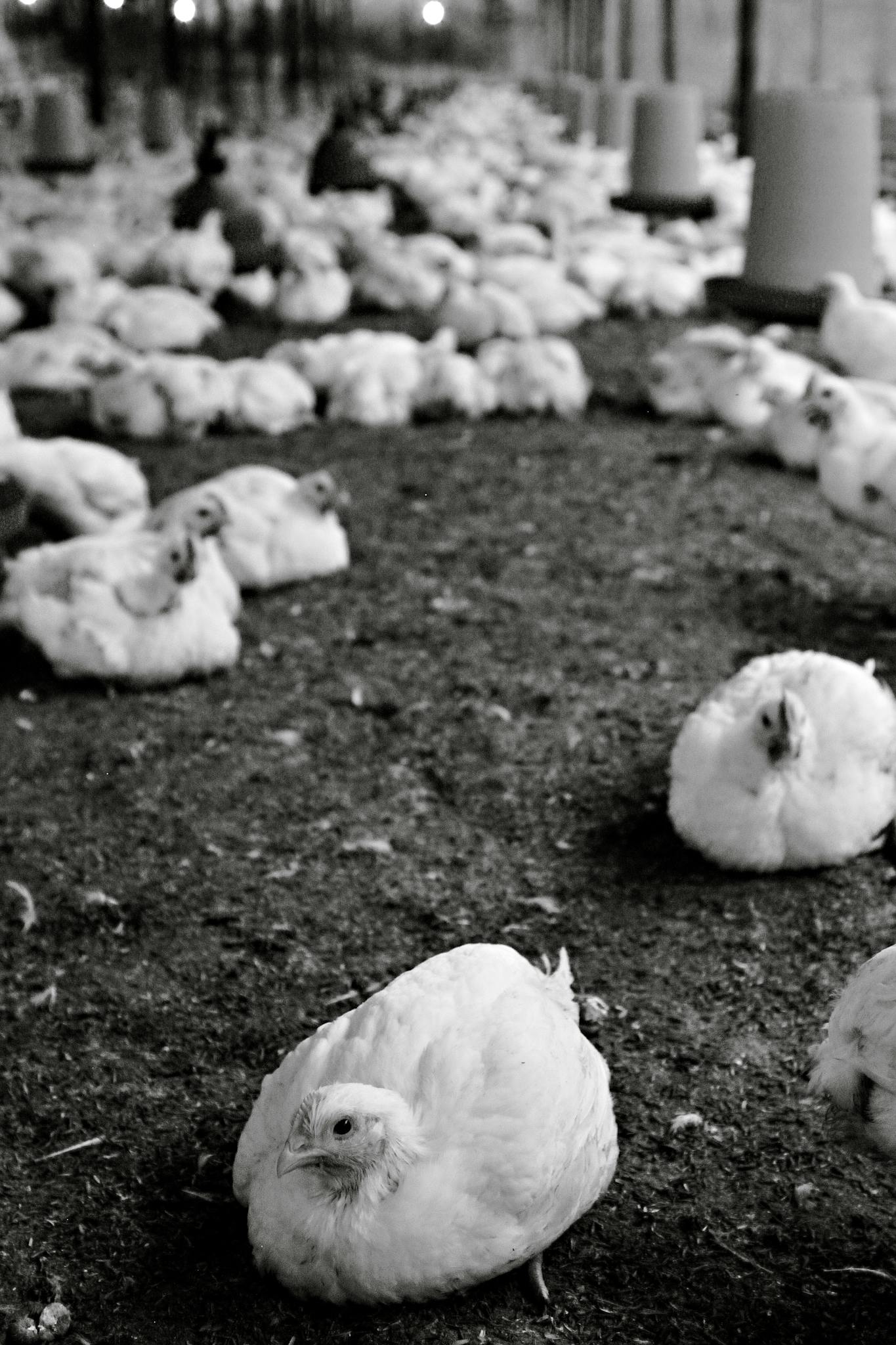 Black and white photo of chickens in an indoor poultry farm in Ecuador, highlighting livestock farming.