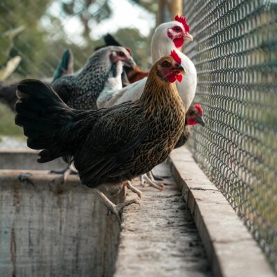 Captivating view of free range chickens in a farm in Irumbuli, TN, India, exploring their outdoor environment.