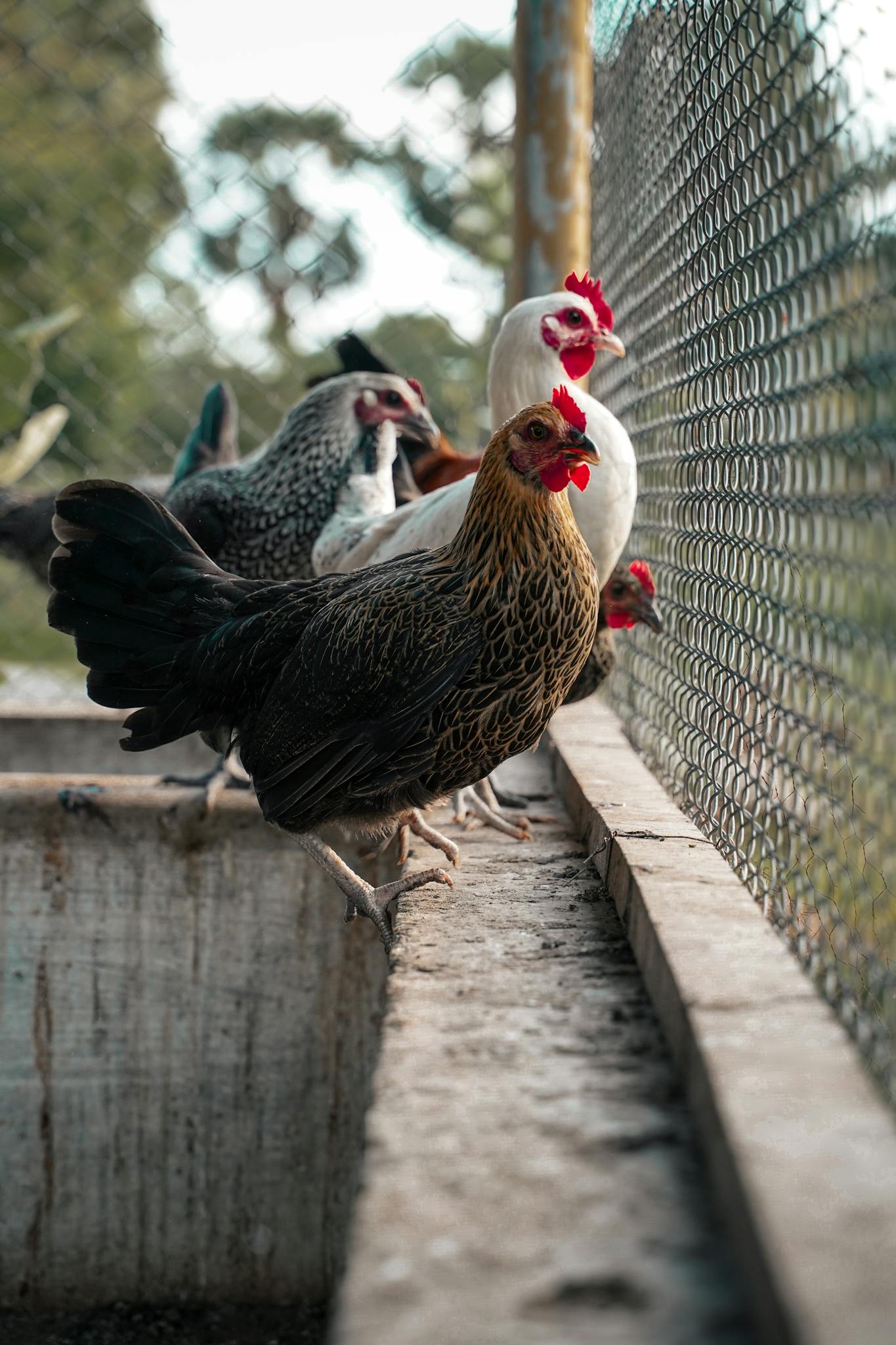 Captivating view of free range chickens in a farm in Irumbuli, TN, India, exploring their outdoor environment.