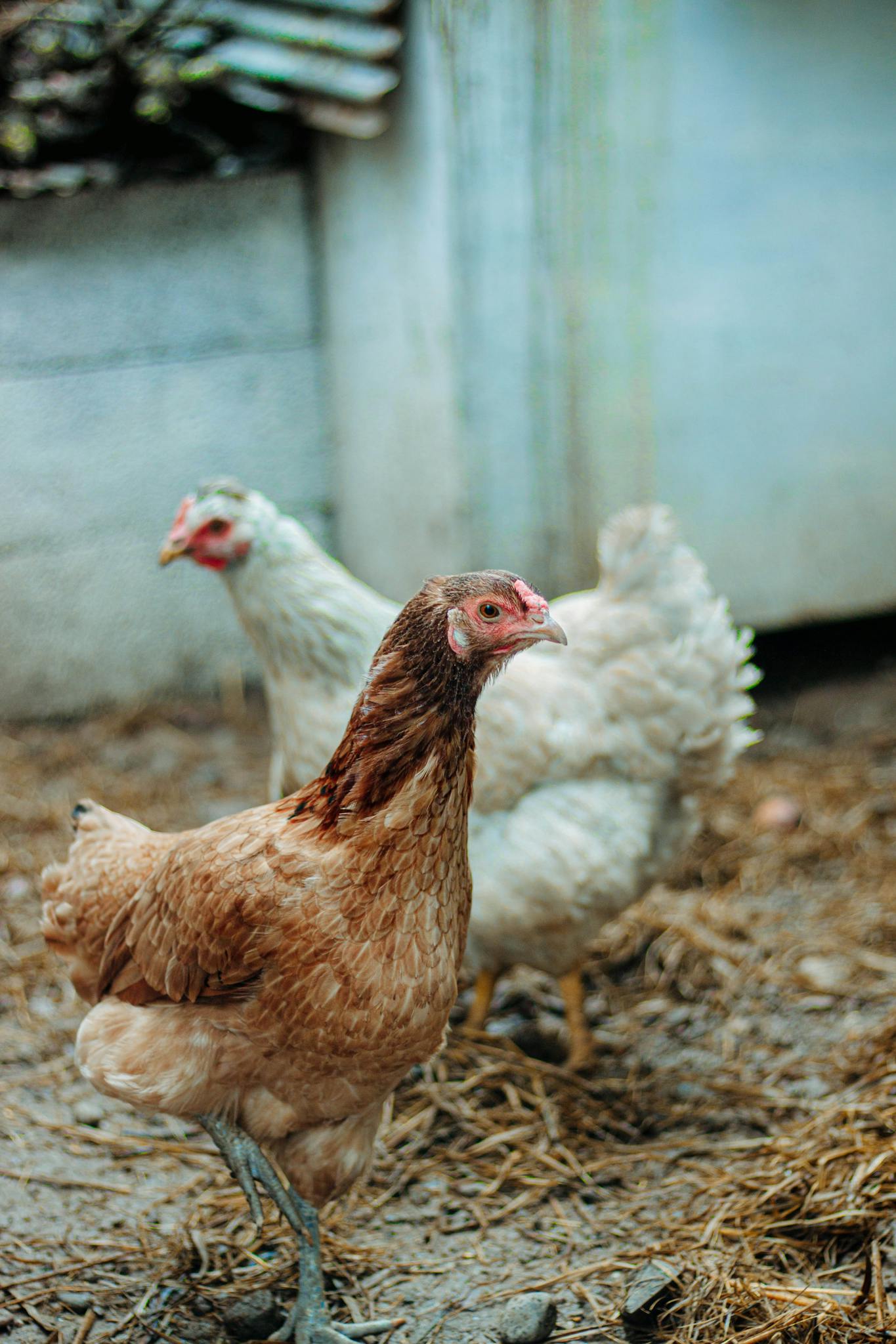 Two free-range chickens roam a farmyard, showcasing natural farm life.