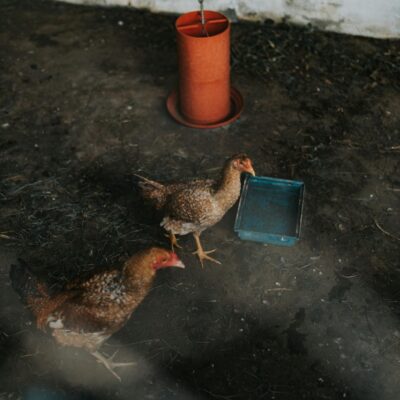 Two hens in a barn setting with feeding equipment, showcasing farm life.