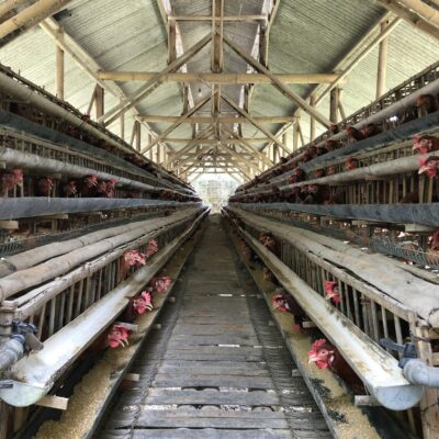 View of an organized chicken farm interior structure with multiple rows of hens in cages.